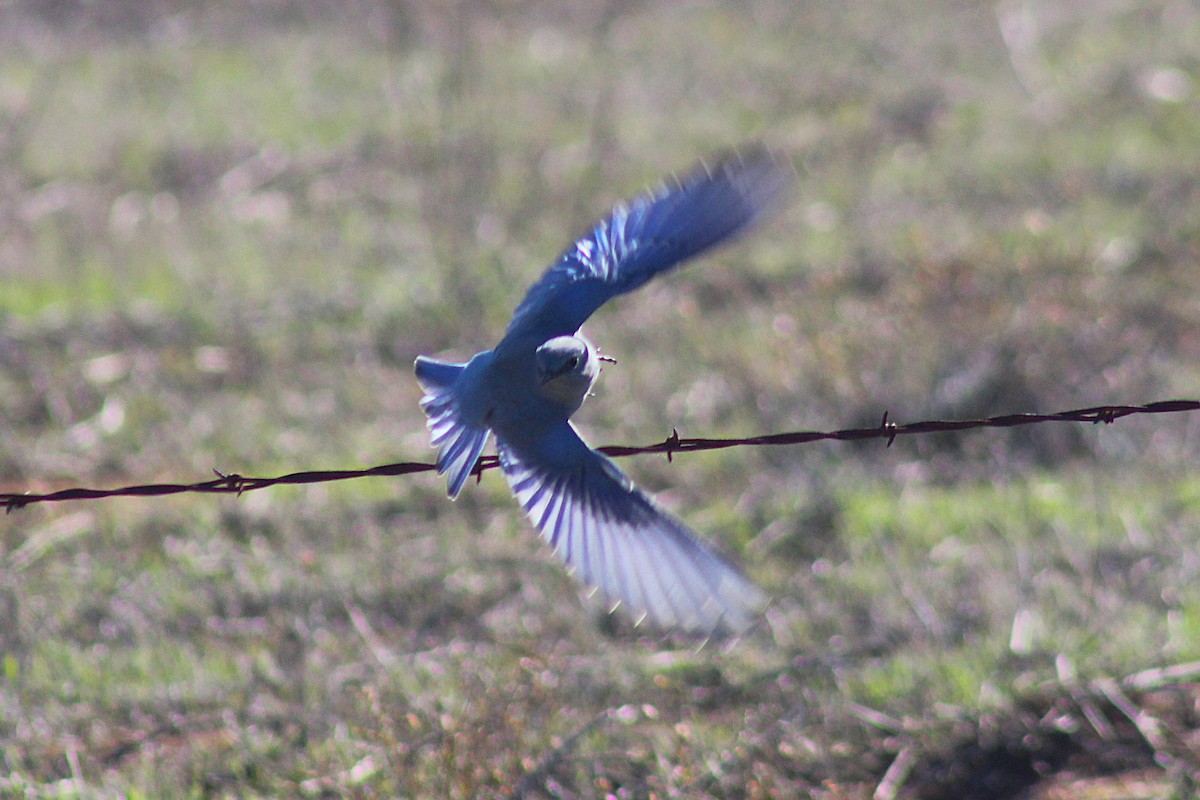 salašník horský - ML646938081