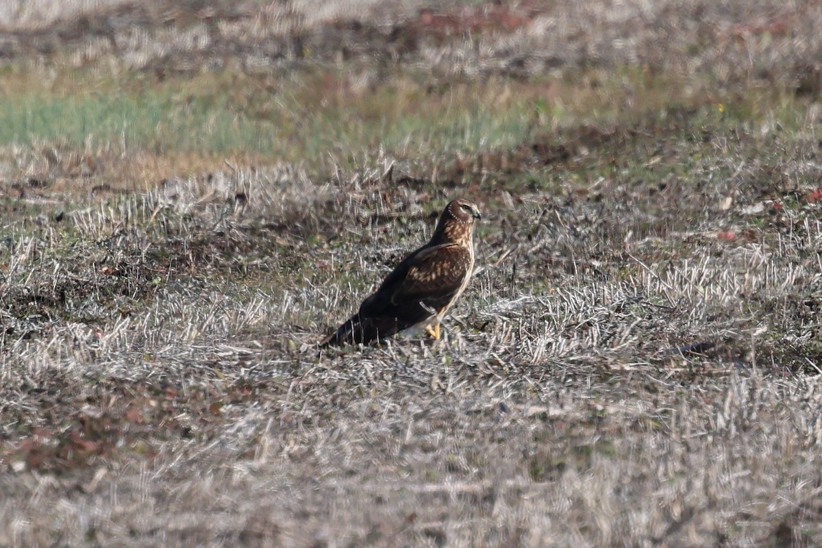 mørkmyrhauk - ML646938084