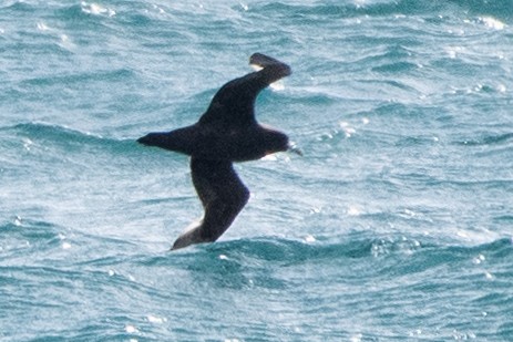 Pardela Gorjiblanca - ML646938085