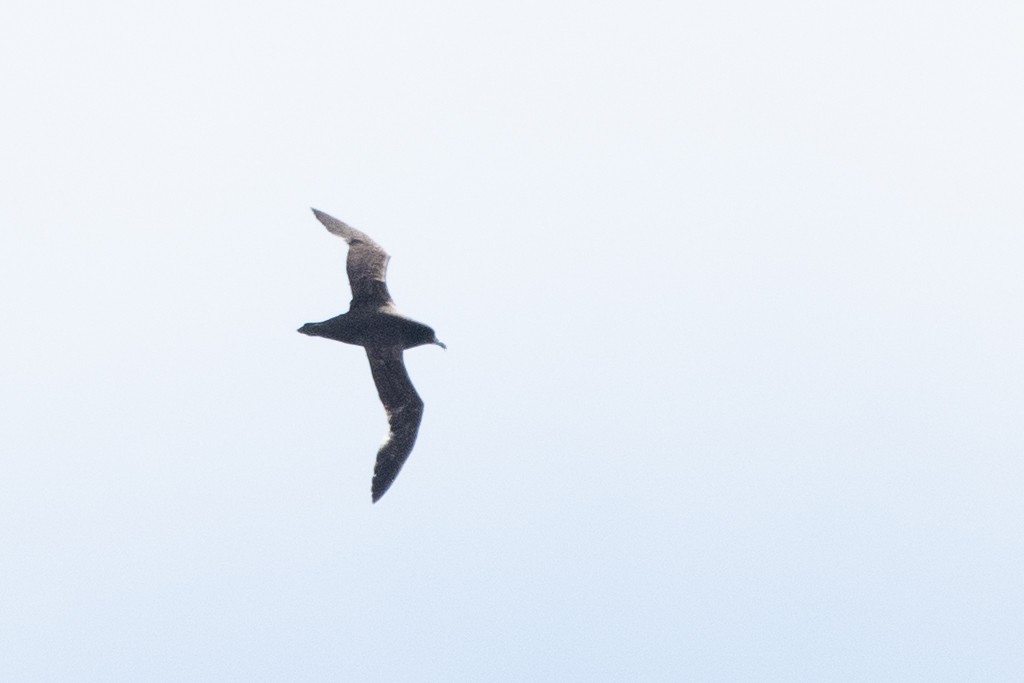 Pardela Gorjiblanca - ML646938086