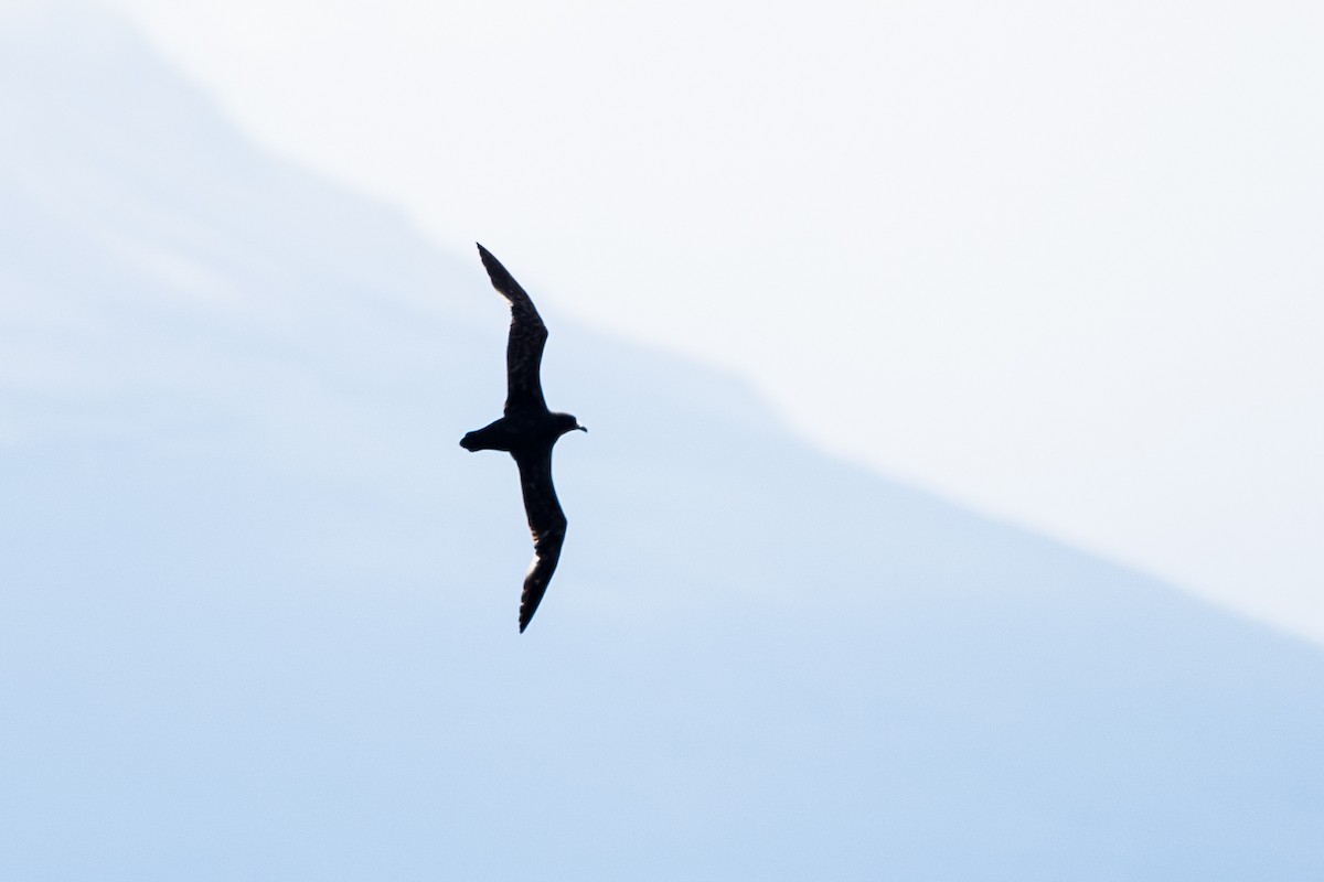 Pardela Gorjiblanca - ML646938087