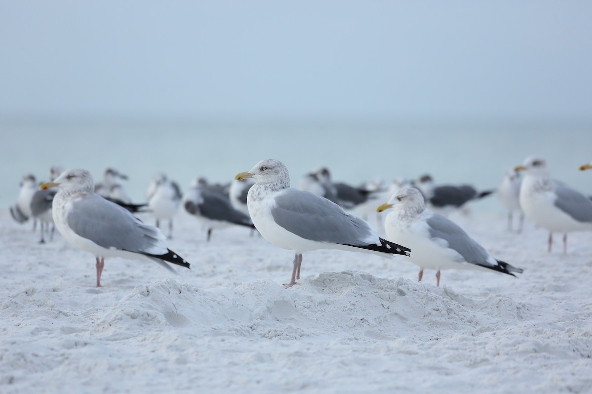 Gaviota Argéntea Americana - ML646938090