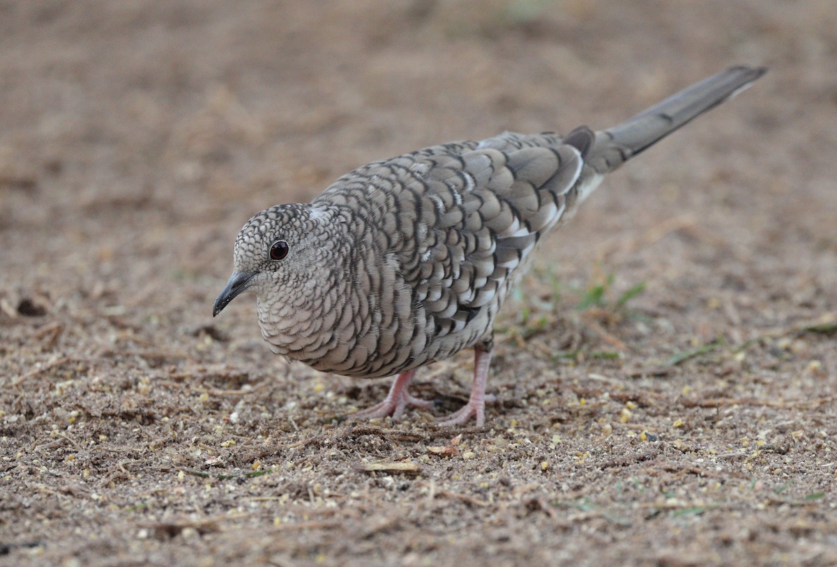 Scaled Dove - ML646938092