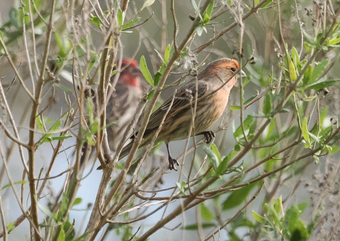 Roselin familier - ML646938093