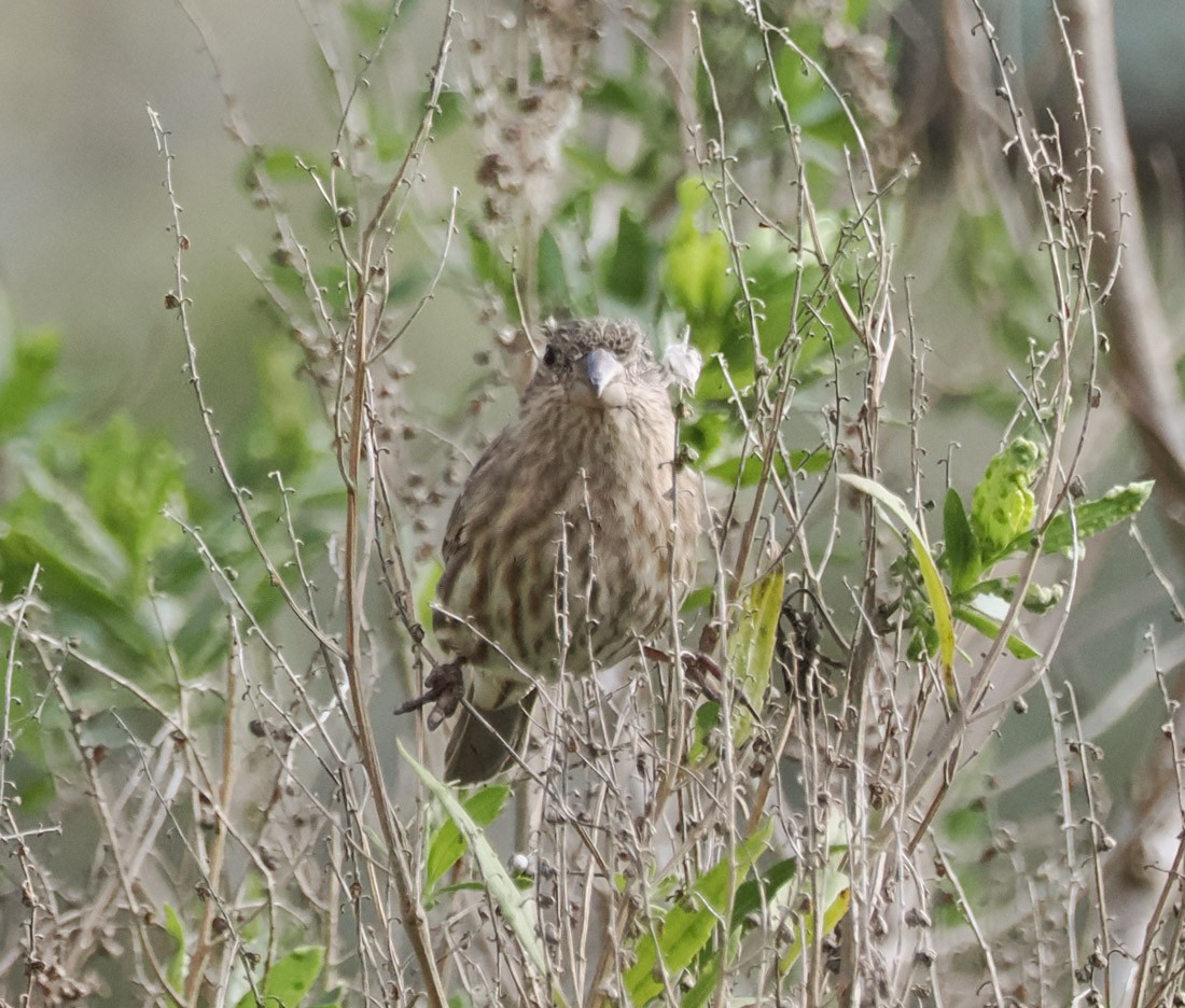 Roselin familier - ML646938094