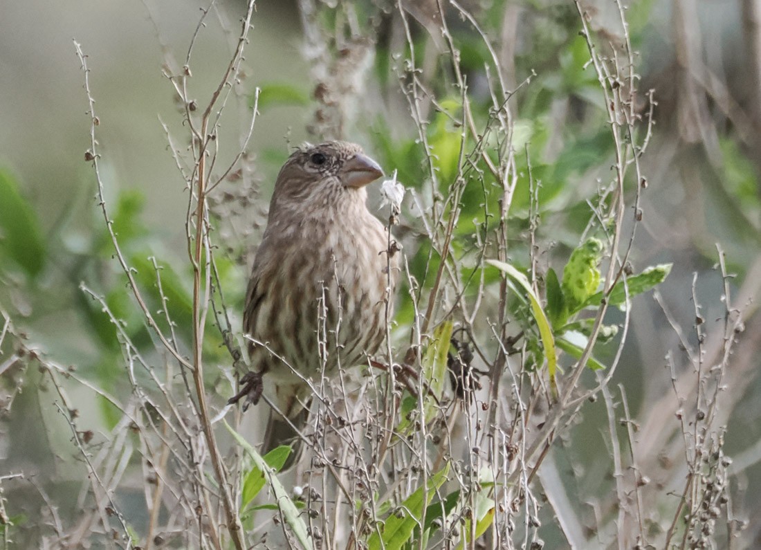 Roselin familier - ML646938095