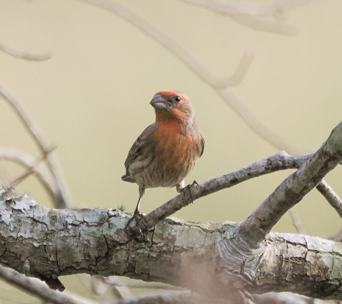 Roselin familier - ML646938096