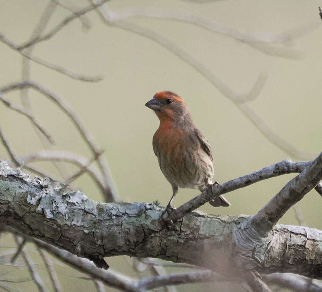 Roselin familier - ML646938097