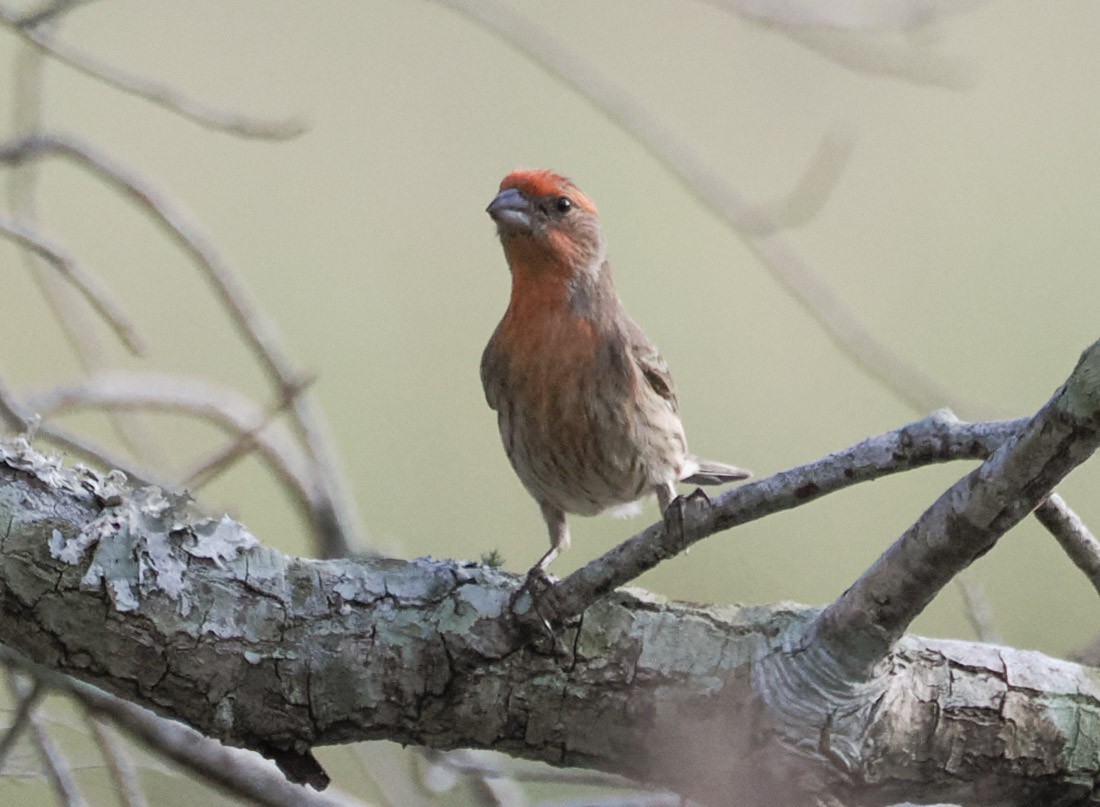 Roselin familier - ML646938098