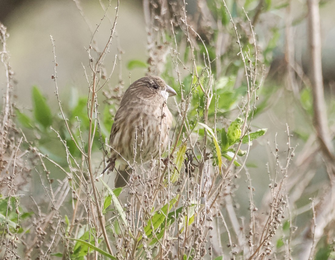 Roselin familier - ML646938099