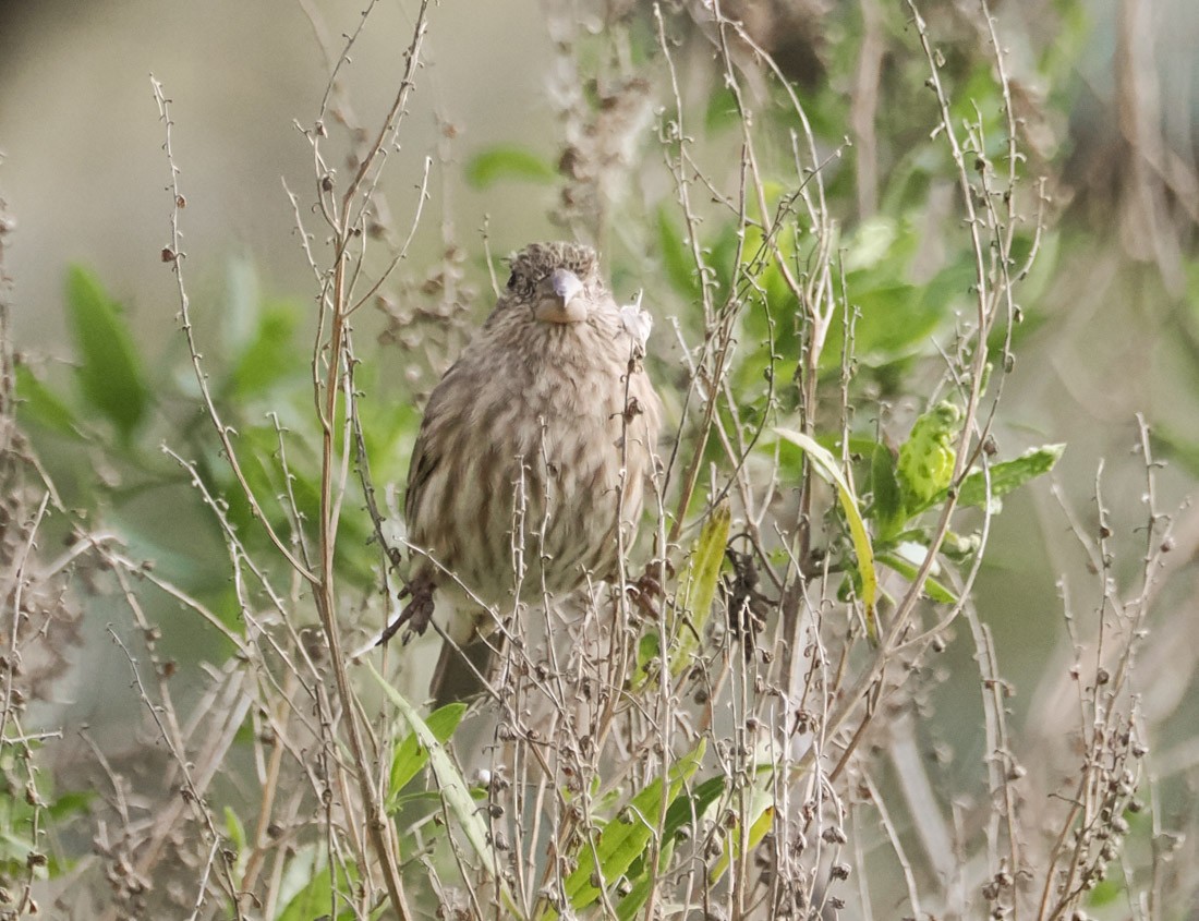 Roselin familier - ML646938100