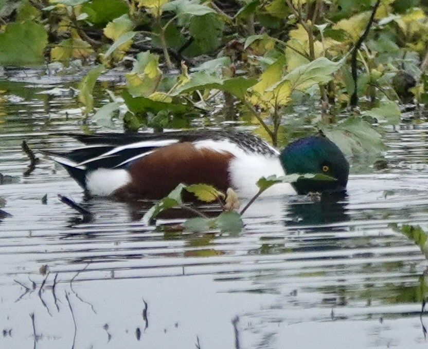 Northern Shoveler - ML646938101