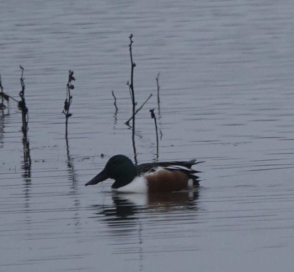 Northern Shoveler - ML646938102