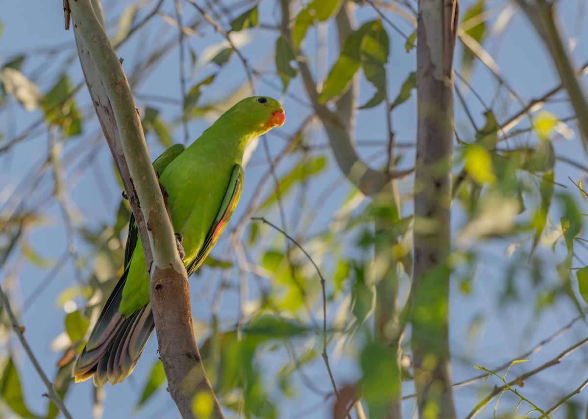Kırmızı Kanatlı Papağan - ML646938103