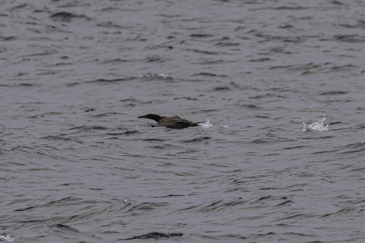 סולה מצויה - ML646938104