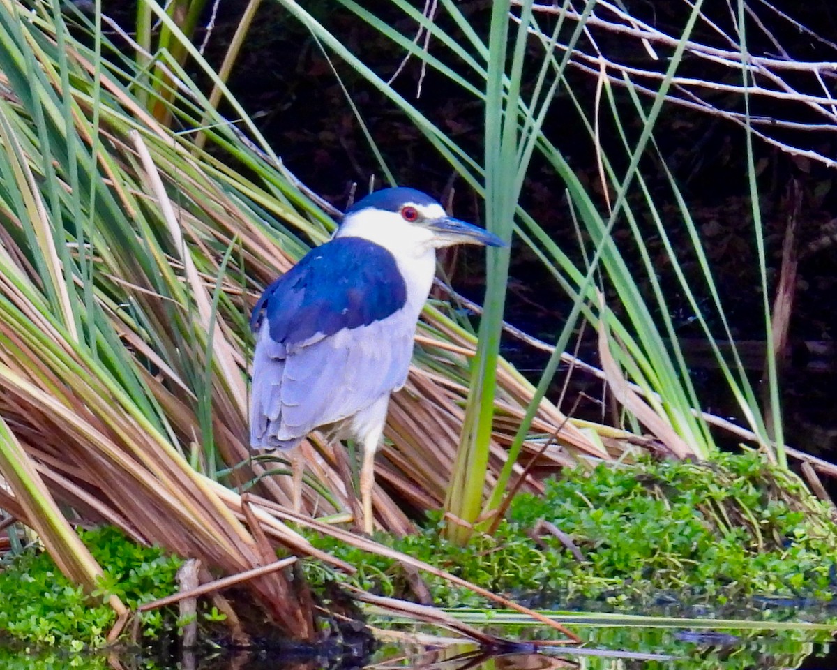 Black-crowned Night Heron - ML646938107
