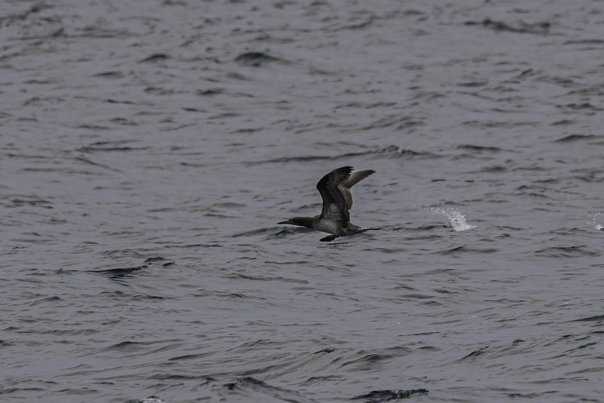 סולה מצויה - ML646938108