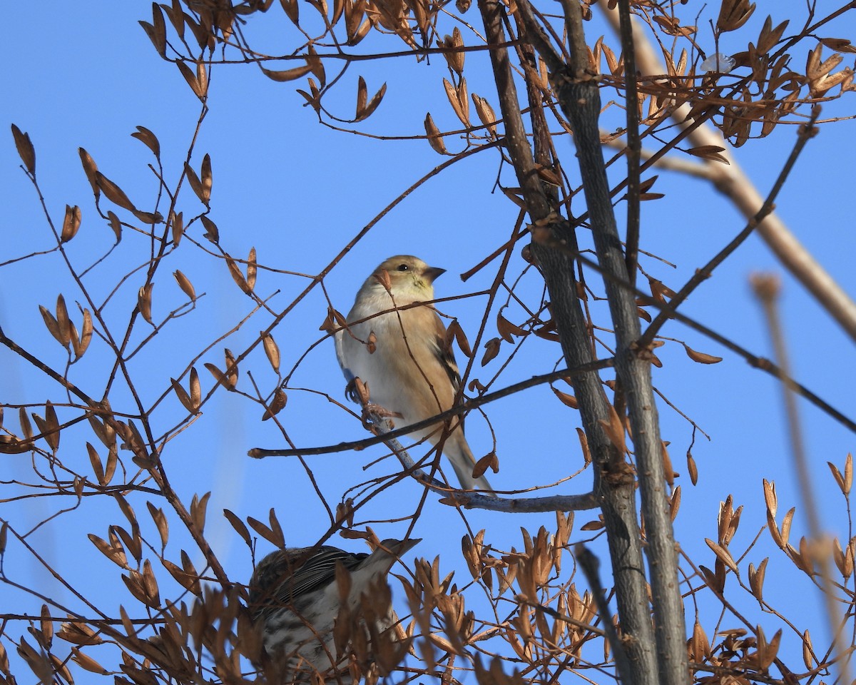 American Goldfinch - ML646938109