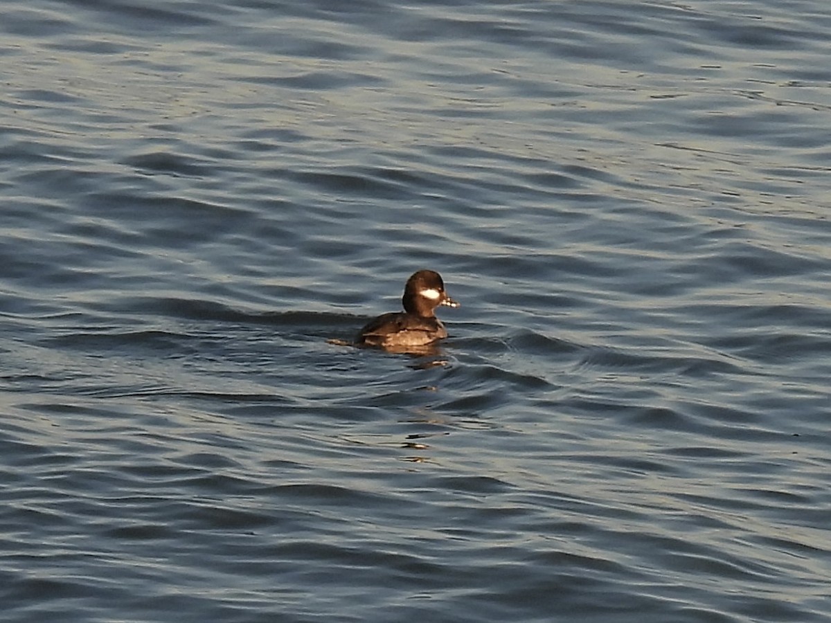 Гоголь-головастик - ML646938110