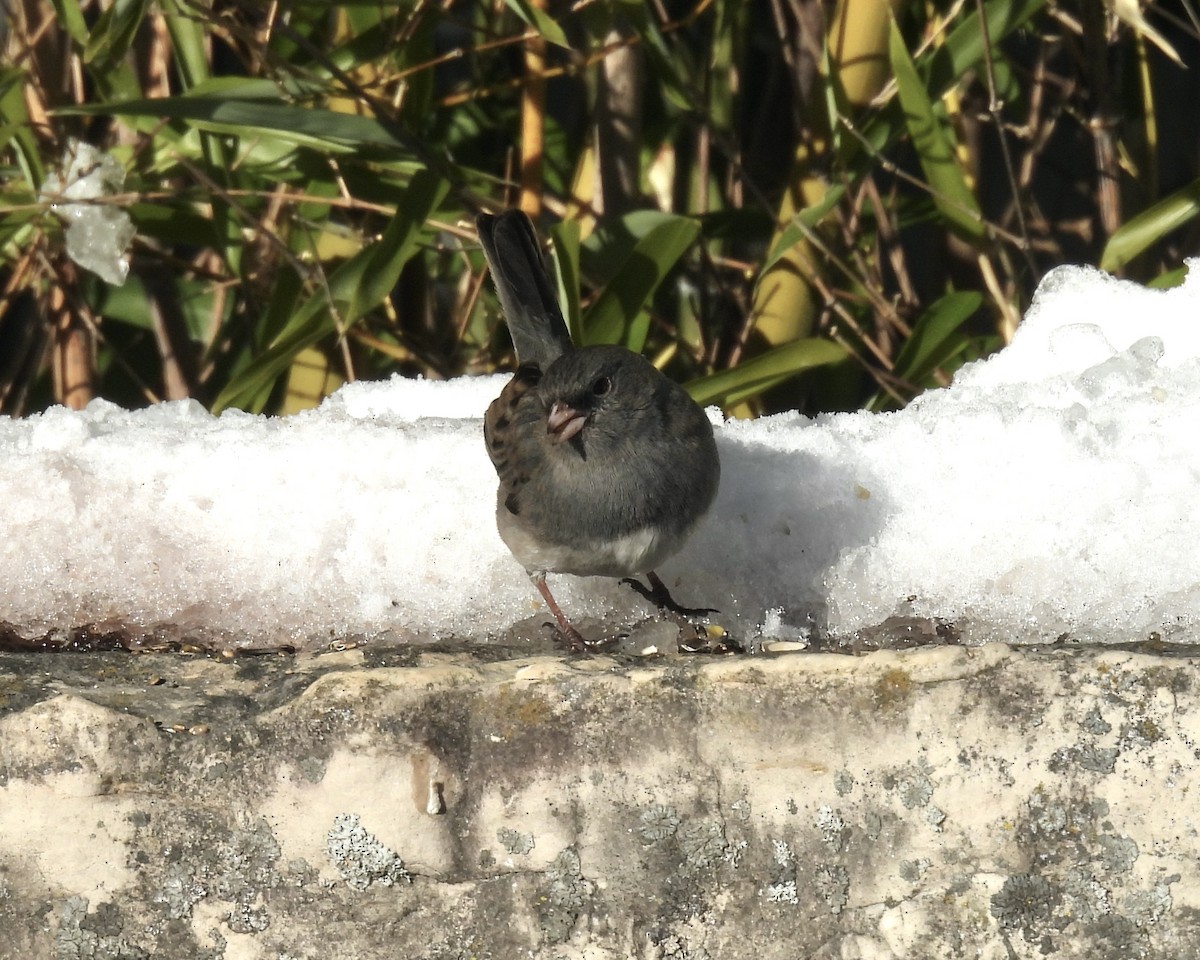 Dark-eyed Junco - ML646938113