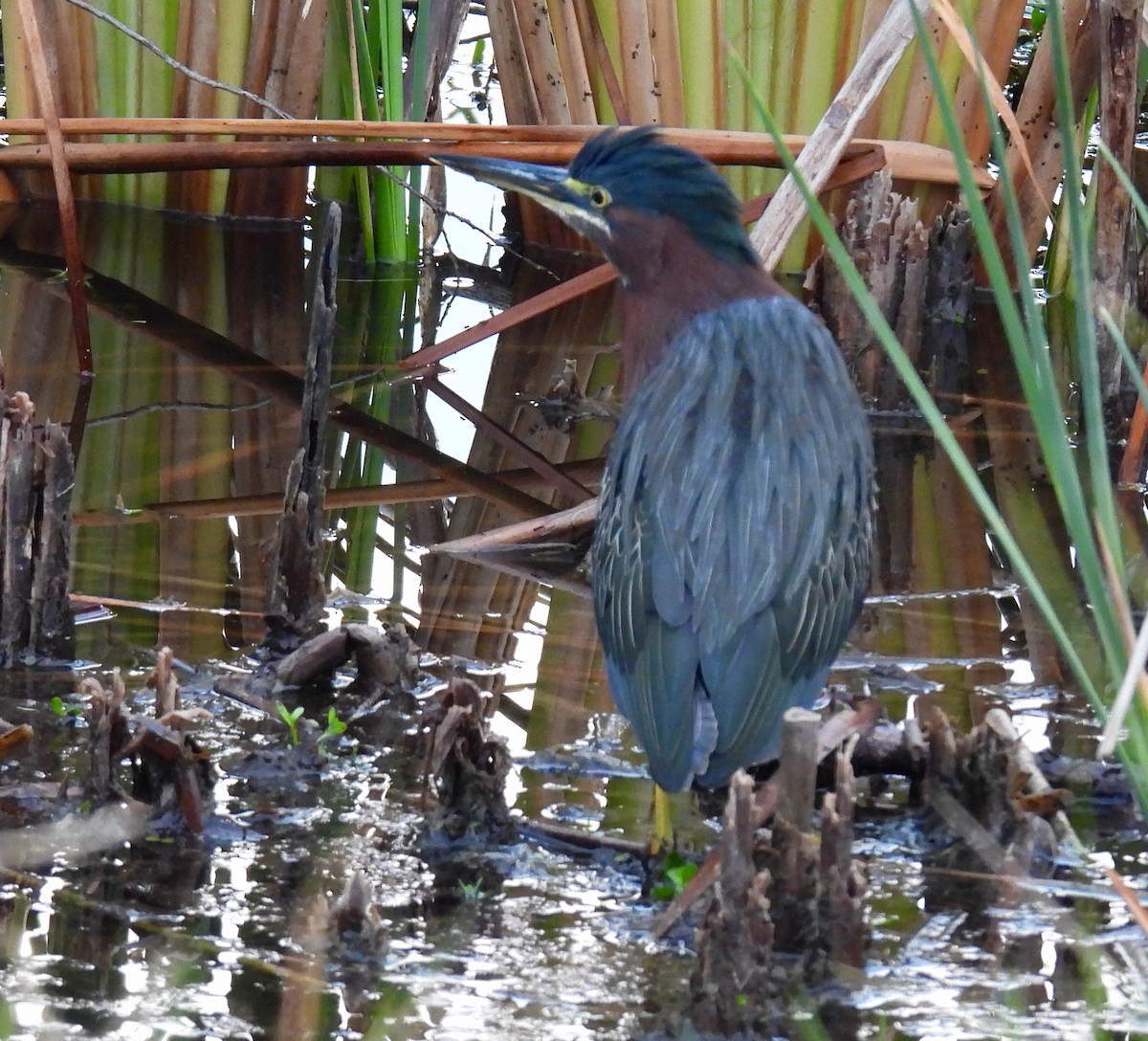 Green Heron - ML646938114