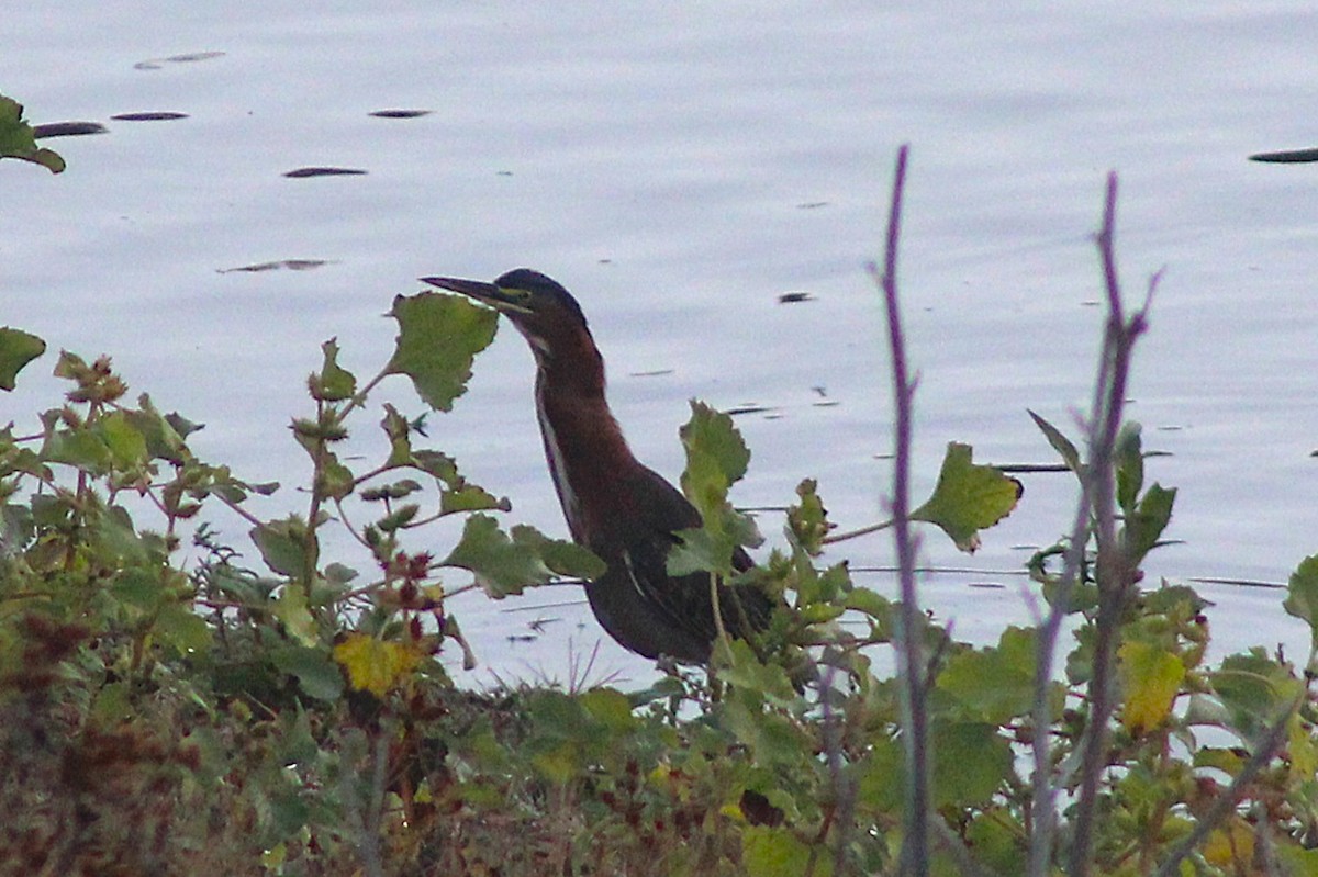 volavka zelenavá - ML646938117