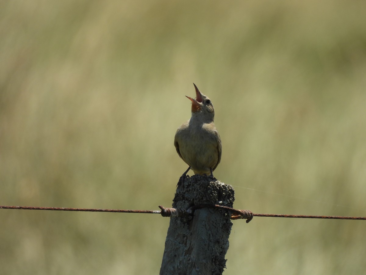 ハドソンカマドドリ - ML646938121