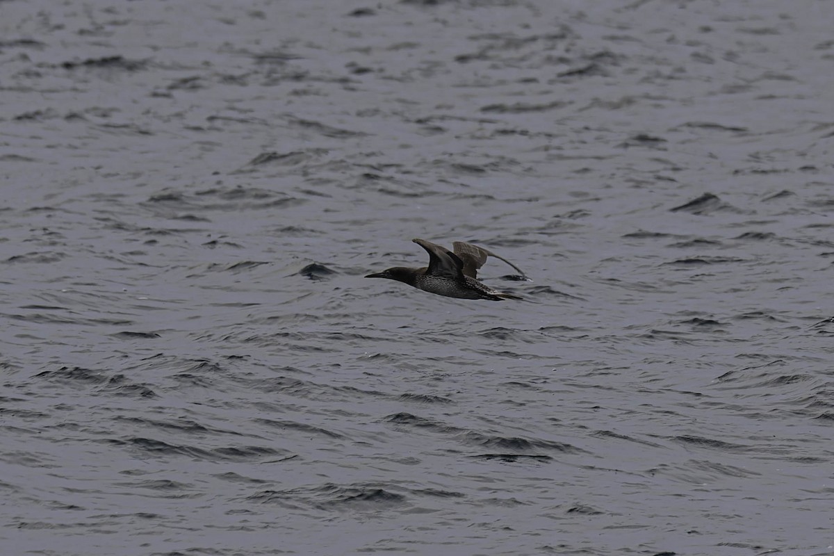 סולה מצויה - ML646938127