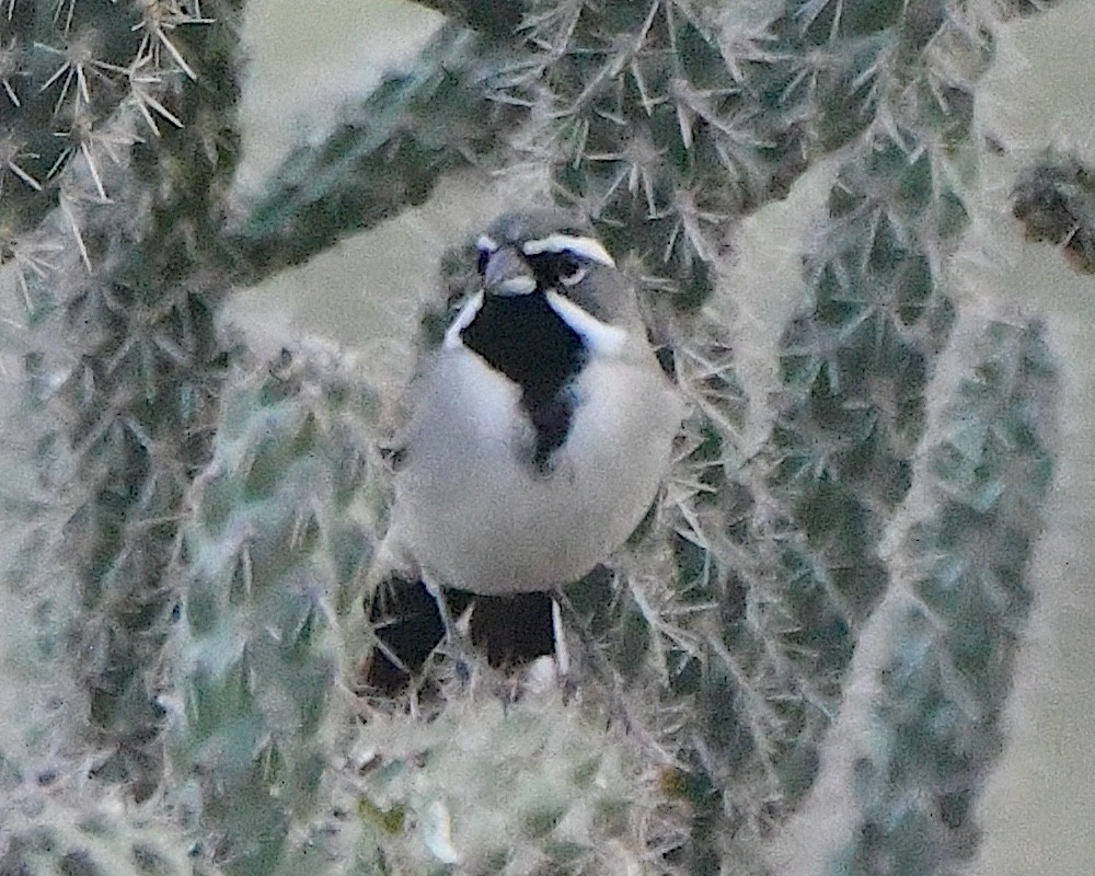 Black-throated Sparrow - ML646938128