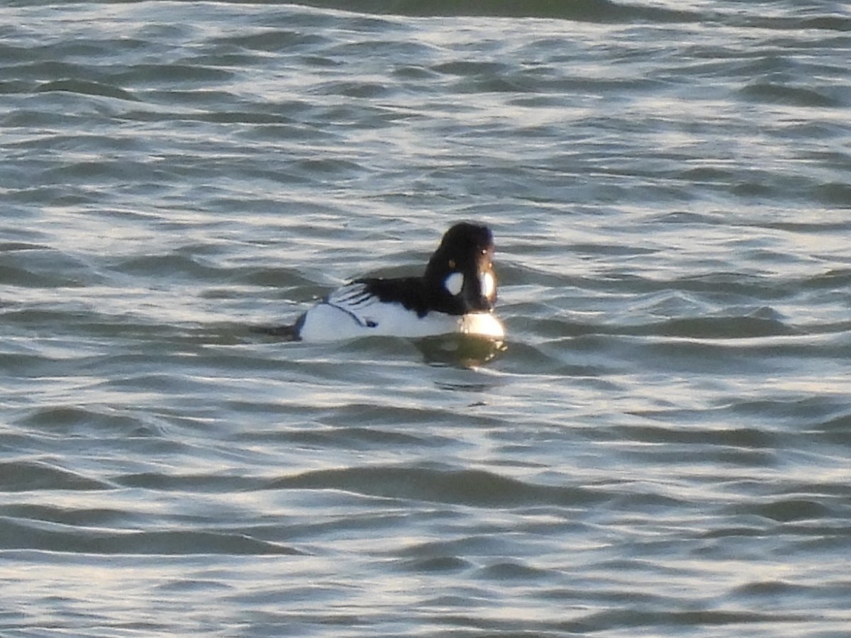 Гоголь - ML646938130