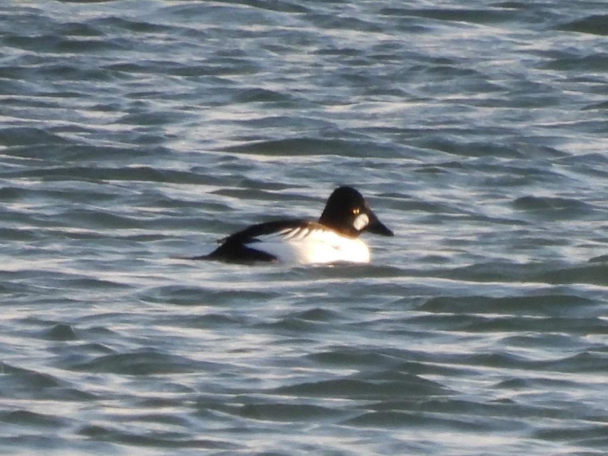 Гоголь - ML646938131