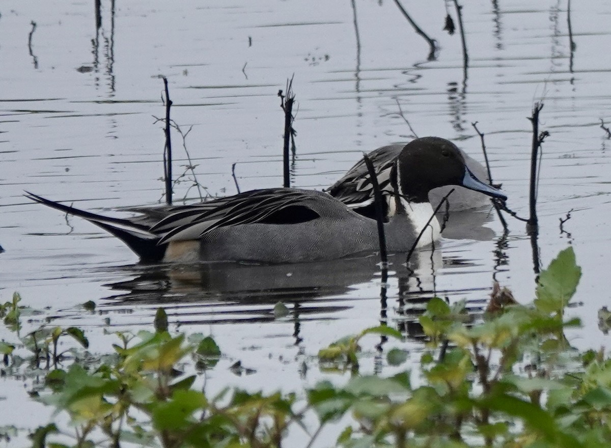 Northern Pintail - ML646938133