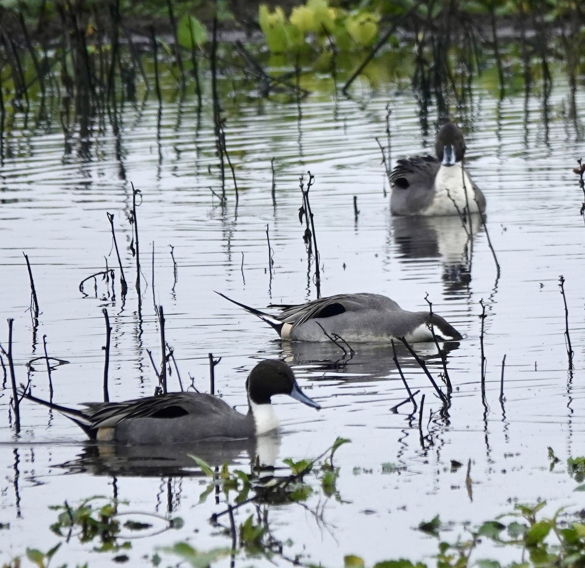 Northern Pintail - ML646938134