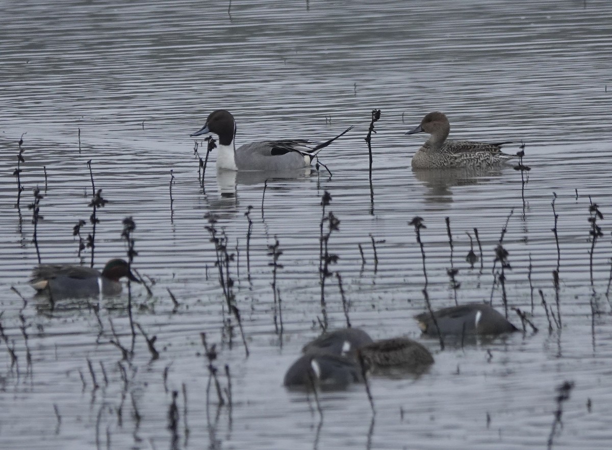 Northern Pintail - ML646938135