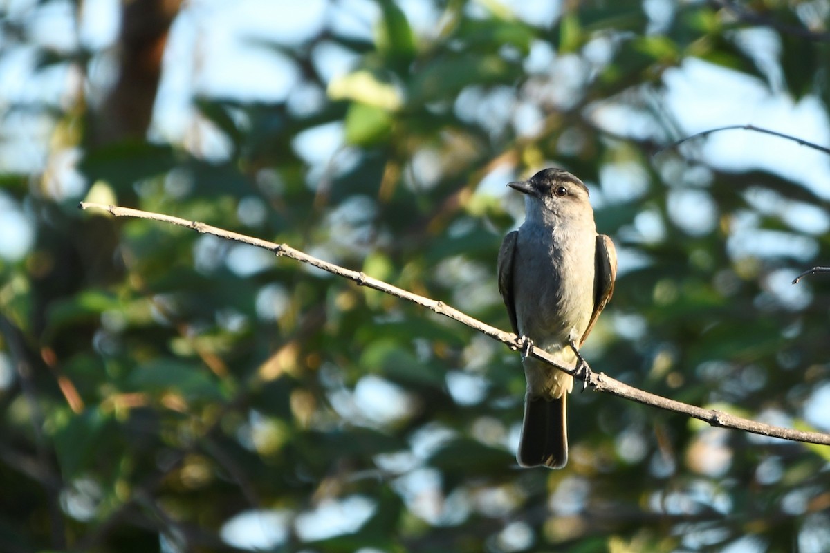 Crowned Slaty Flycatcher - ML646938138
