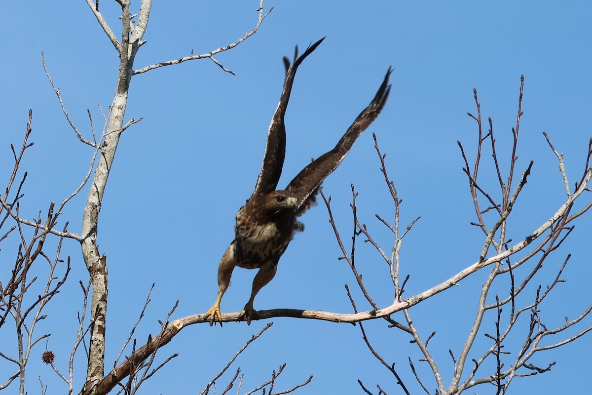 rødstjertvåk - ML646938142