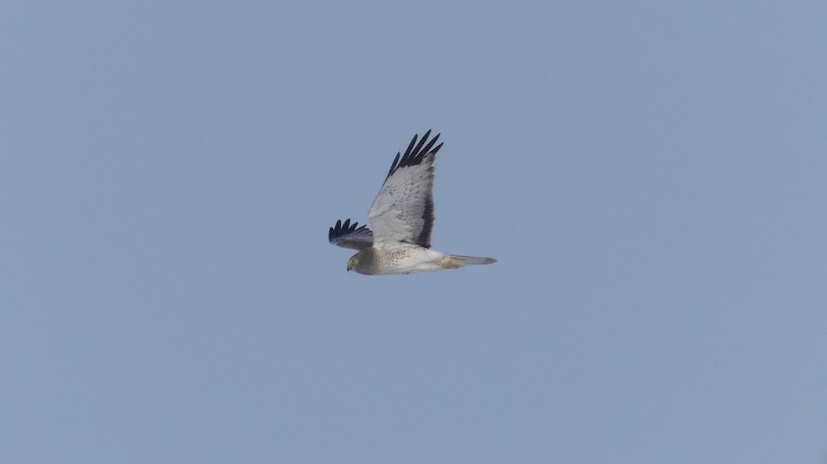 Northern Harrier - ML646938143