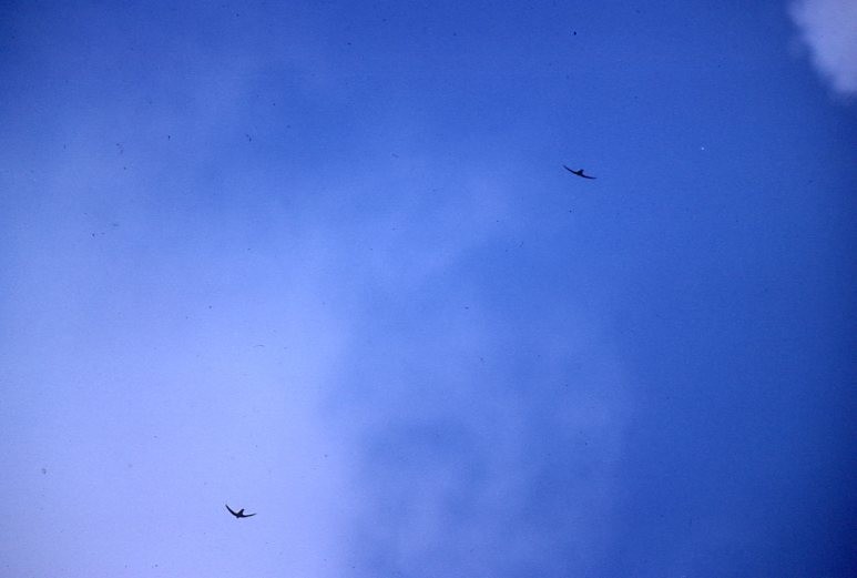 Lesser Antillean Swift - ML646938149