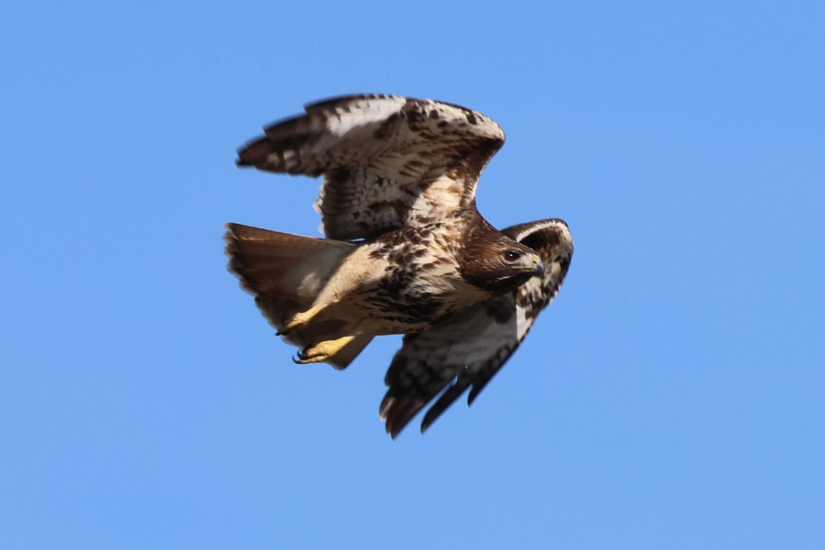 rødstjertvåk - ML646938150