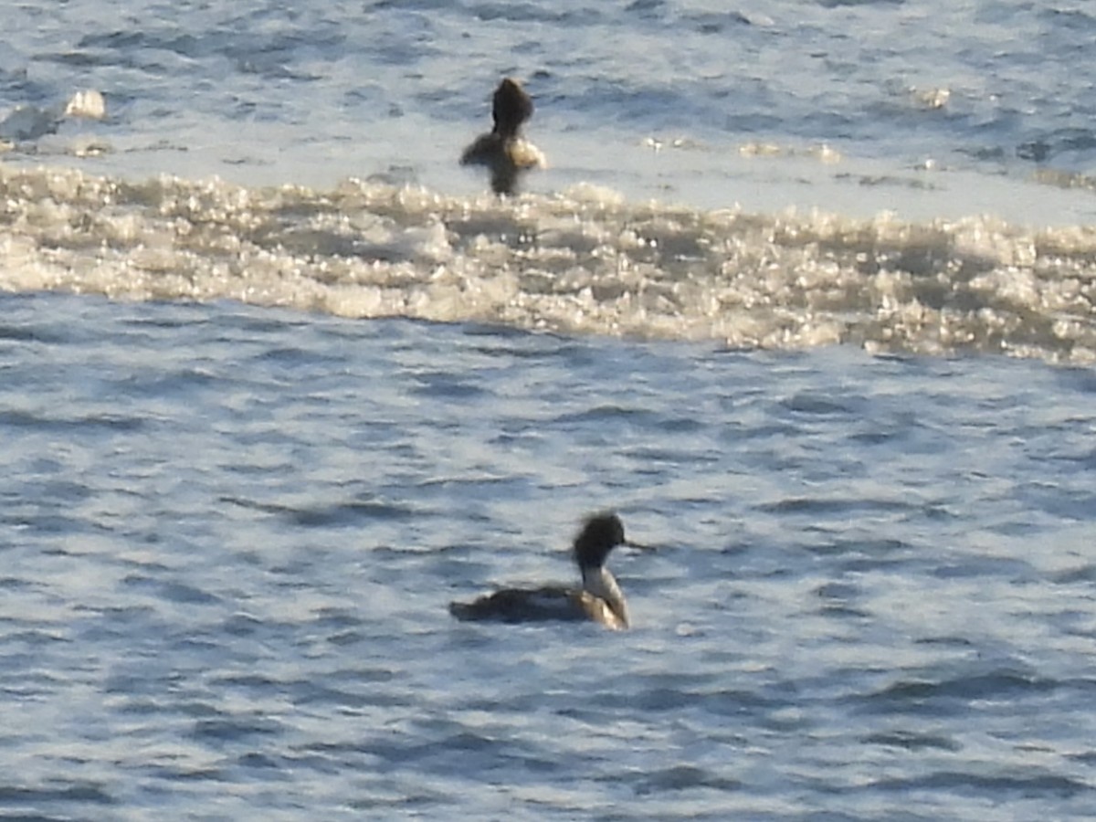 Длинноносый крохаль - ML646938151