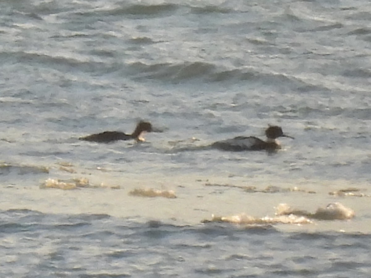 Длинноносый крохаль - ML646938152