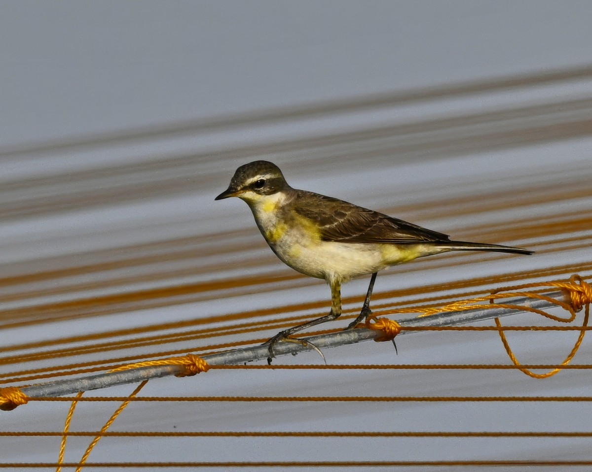 ツメナガセキレイ - ML646938153