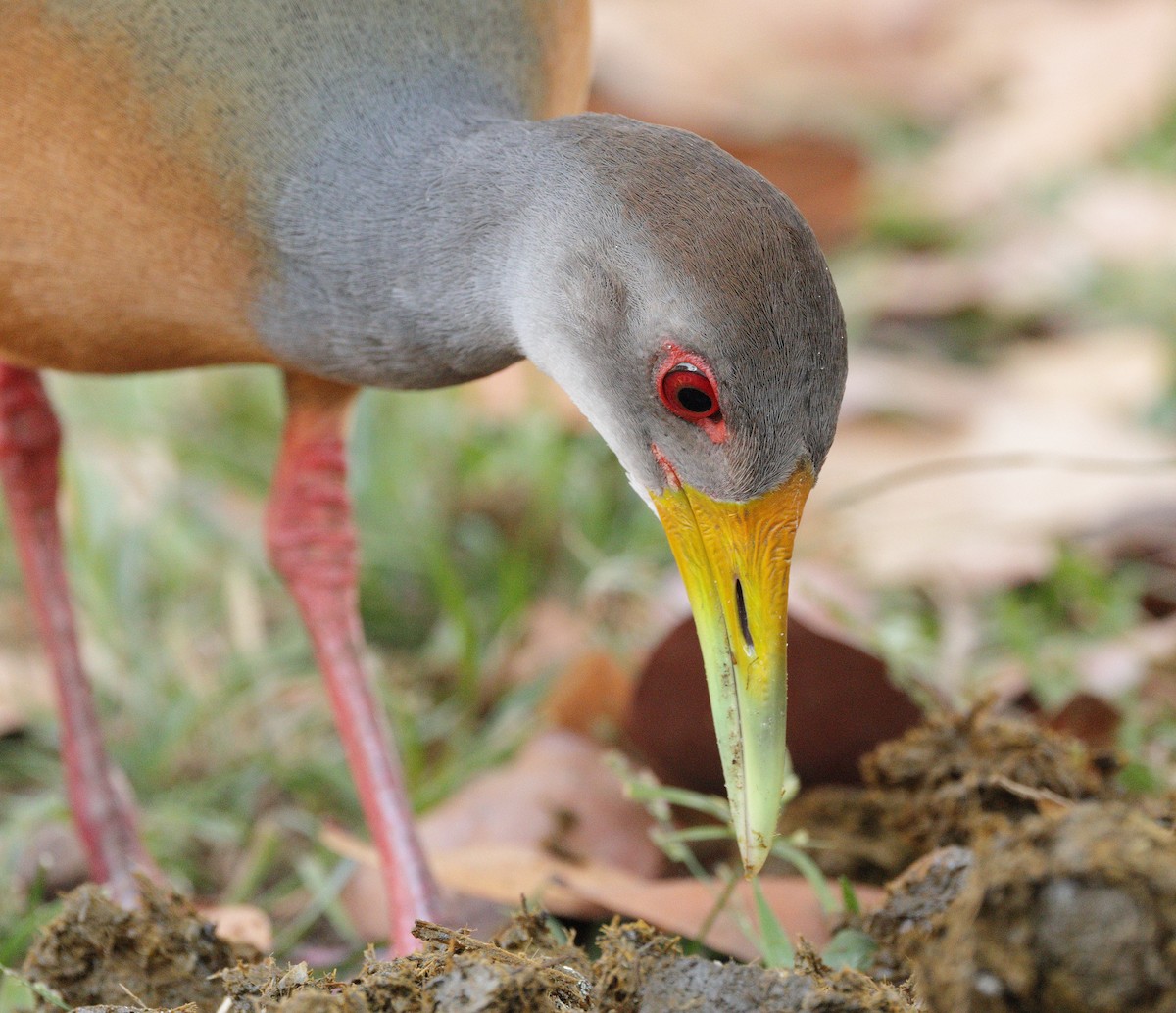 Gray-cowled Wood-Rail - ML646938154