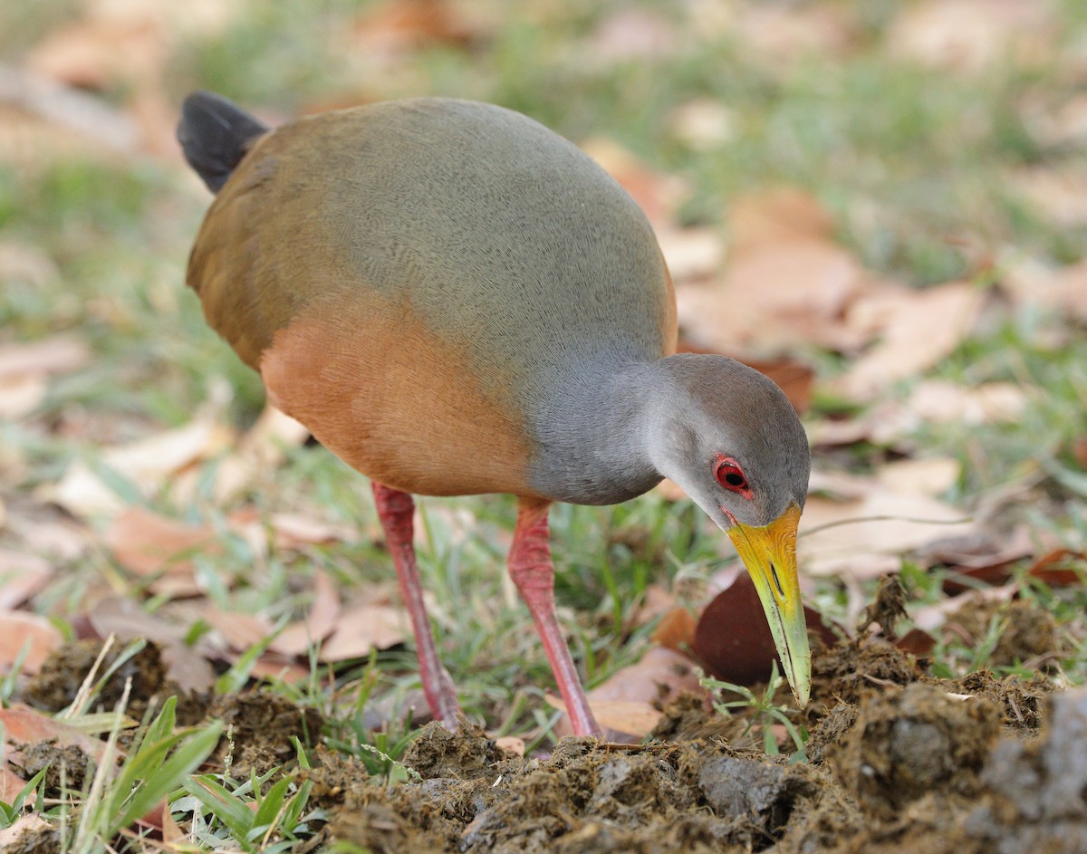 Gray-cowled Wood-Rail - ML646938155