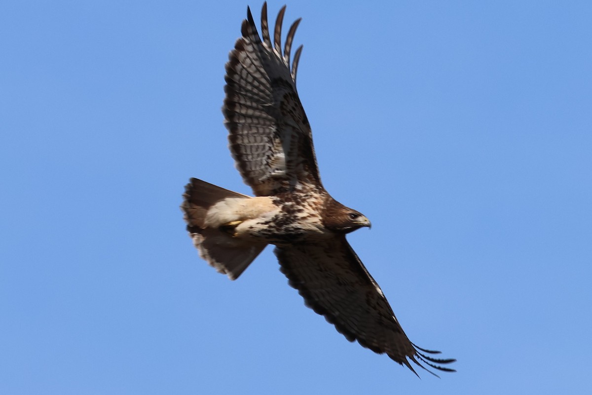 rødstjertvåk - ML646938156