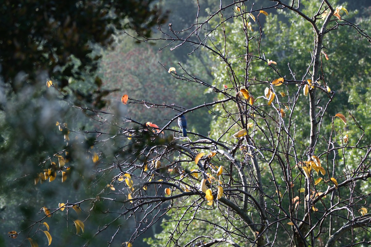 sojka západní - ML646938157