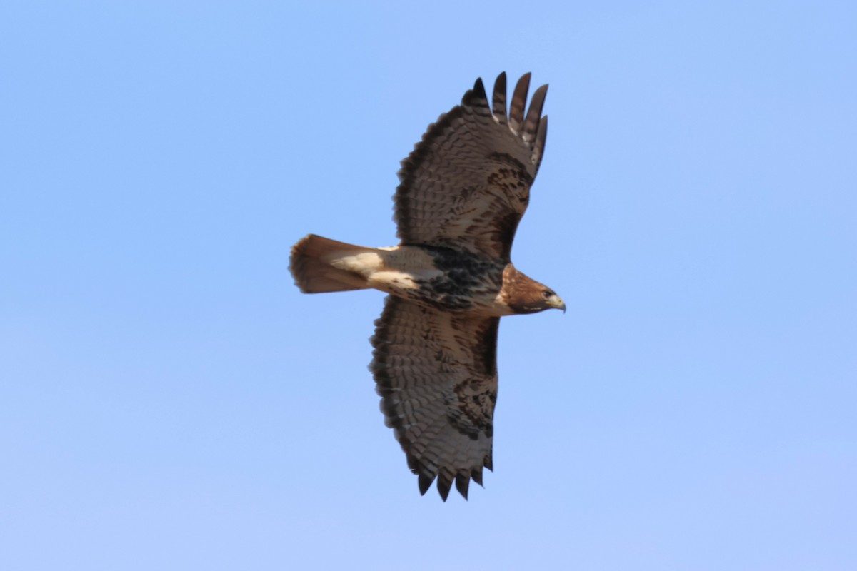 rødstjertvåk - ML646938158