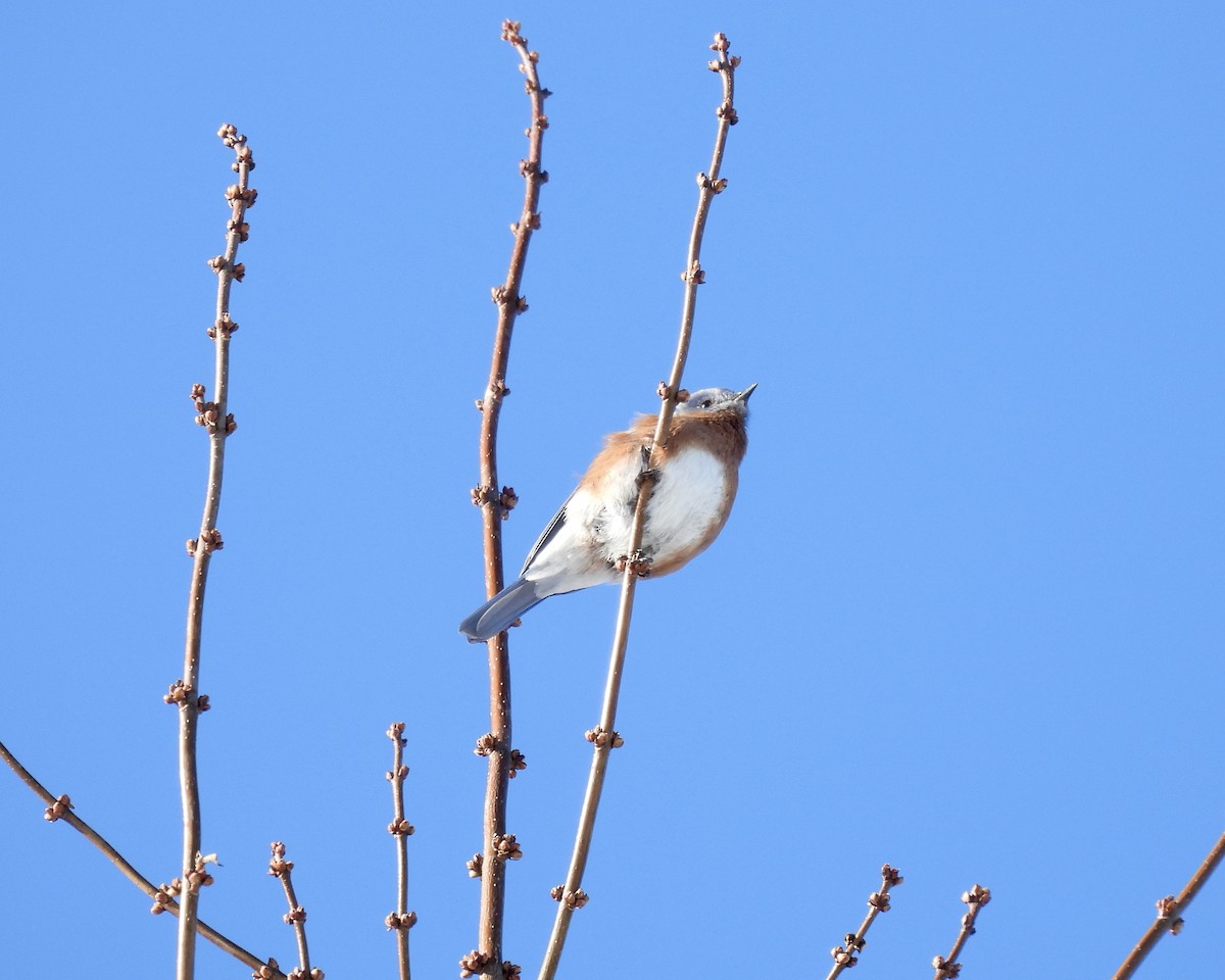 Eastern Bluebird - ML646938162