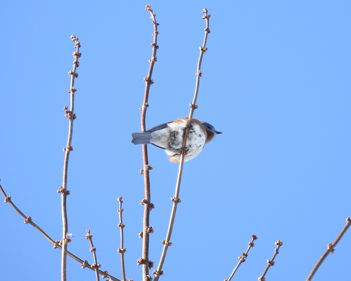 Eastern Bluebird - ML646938163