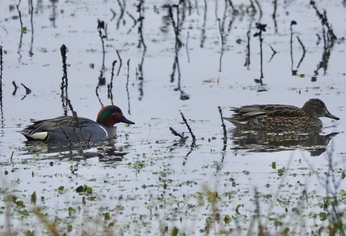 Green-winged Teal - ML646938164